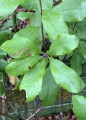 Stigmella betulicola