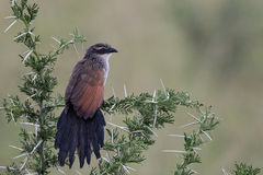 Centropus superciliosus