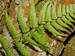 Athyrium vidalii, photograph Jacy Chen, CC BY, iNaturalist via GBIF