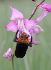 Xylocopa flavorufa