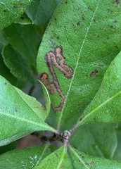 Stigmella betulicola