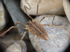 Odiellus troguloides