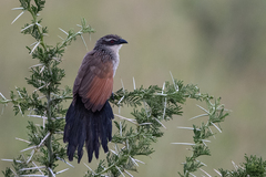 Centropus superciliosus