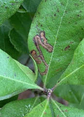 Stigmella betulicola