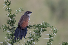 Centropus superciliosus