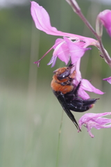 Xylocopa flavorufa