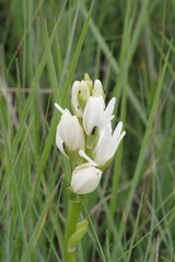 Calanthe tricarinata image