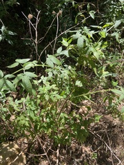 Cedronella canariensis