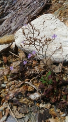 Limonium ilvae