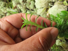 Fernandezia crystallina