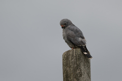 Kaupifalco monogrammicus