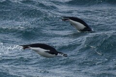 Pygoscelis antarcticus