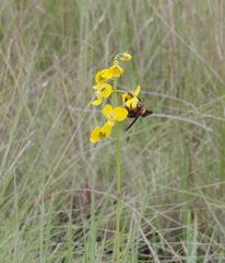 Xylocopa flavorufa