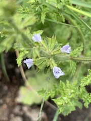 Salvia runcinata