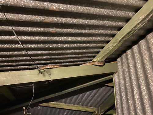 Brown Tree Snake sighting