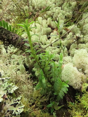 Fernandezia crystallina