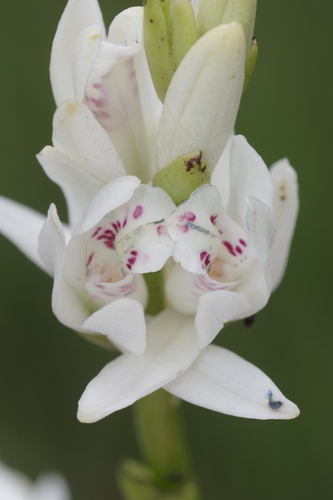 Calanthe tricarinata image