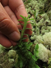 Fernandezia crystallina