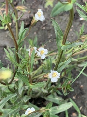 Mimulus gracilis