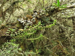 Fernandezia crystallina