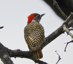 Chloropicus fuscescens