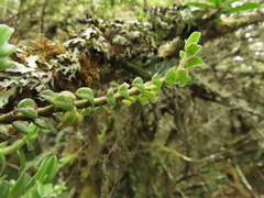 Fernandezia crystallina