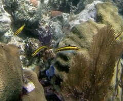 Halichoeres maculipinna