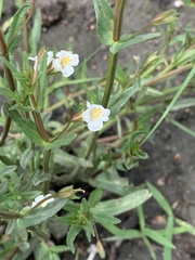 Mimulus gracilis