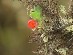Fernandezia sanguinea