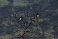 Circaetus pectoralis