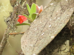 Fernandezia sanguinea