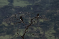 Circaetus pectoralis