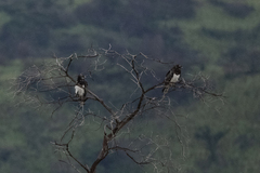 Circaetus pectoralis