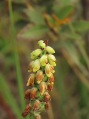 Gomphichis
