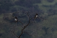 Circaetus pectoralis