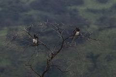 Circaetus pectoralis