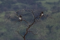 Circaetus pectoralis