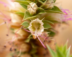 Pleurophora pungens