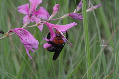 Xylocopa flavorufa