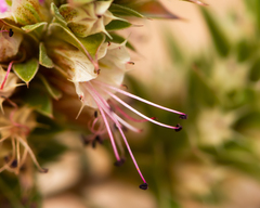 Pleurophora pungens