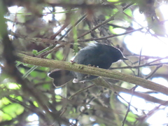Diglossa albilatera