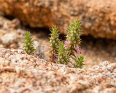 Pleurophora pungens