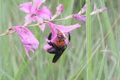 Xylocopa flavorufa