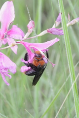 Xylocopa flavorufa