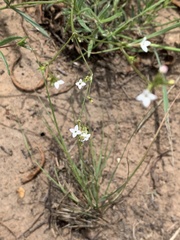 Oldenlandia herbacea