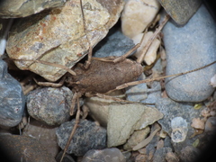 Odiellus troguloides