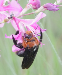 Xylocopa flavorufa