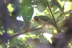 Cacomantis flabelliformis