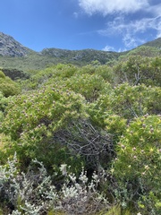 Leucadendron coniferum