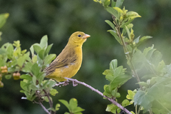 Ploceus xanthops